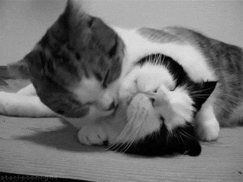 sleepy cat gets licked by cute kitten