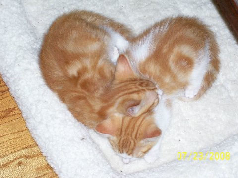 valentine kittens adorable cat heart