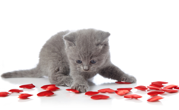 valentines cats cute grey fluffy kitten
