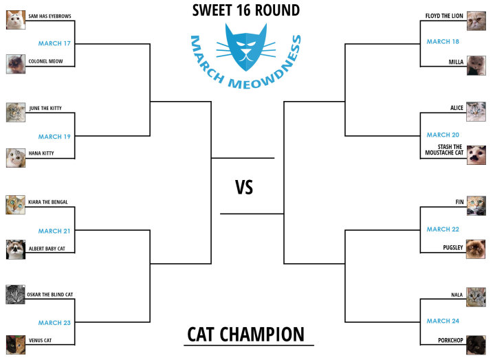 Cat Madness Tourney: The Sweet 16 Round