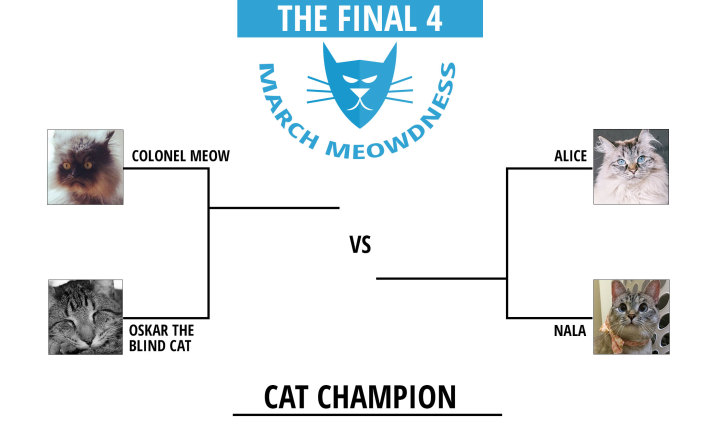 Cat-Madness-Tourney-Final-4