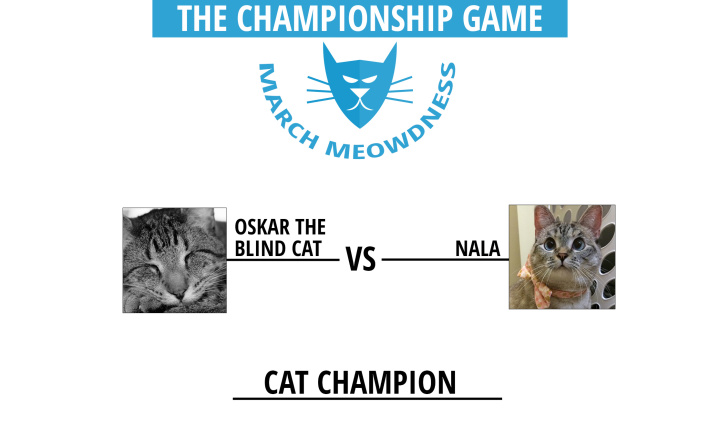 Cat-Madness-Tourney-Championship-Match