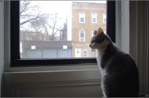 FONY window cat chandler brooklyn