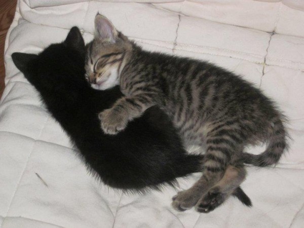 Kitties-snuggling-sunday snuggles