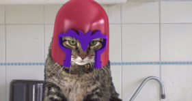 magneto cat
