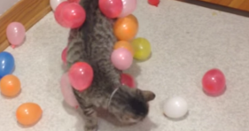 static balloon cat