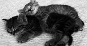 adorable furballs sunday snuggle cuddles