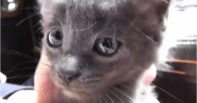 adorable grey kitten furball fostering kittens