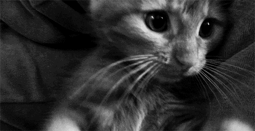 adorable kitty close up