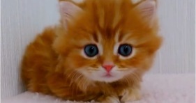 adorable orange blue eyed kitten