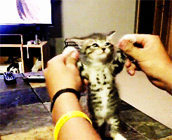 adorable party kitten hands in the air
