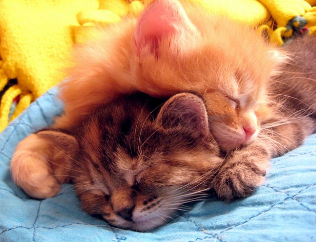 adorable sunday snuggles kittens