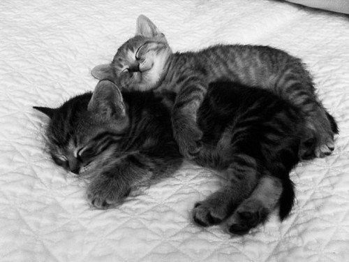 cat-kitty-kitten-snuggling-cuddle