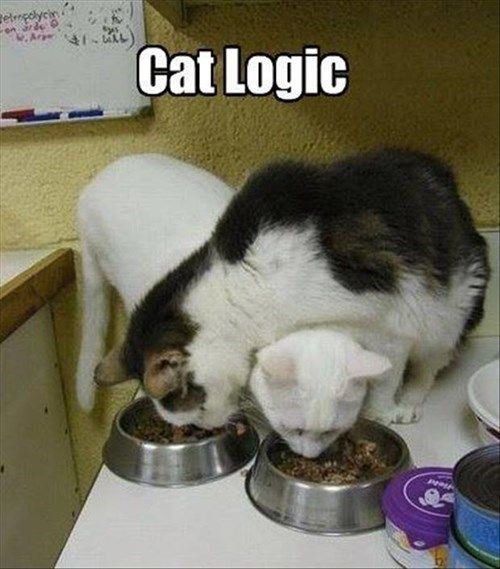 cat logic caturday eating kitty