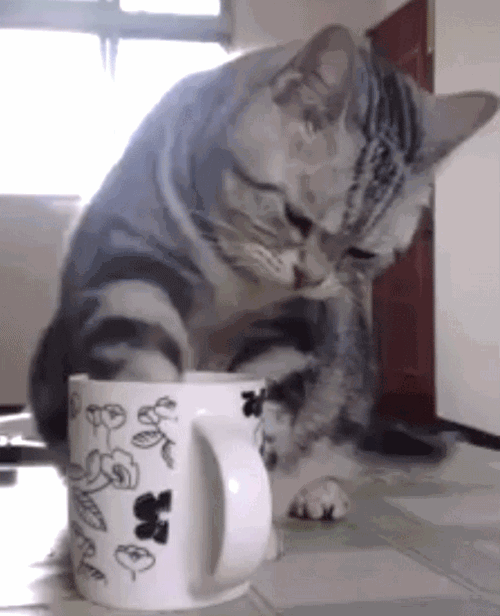 cup of joe kitty