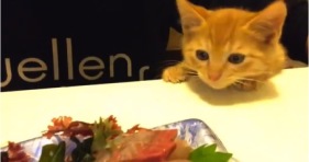 cute hungry kitten wants sushi
