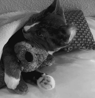 cute kitten and teddy bear snuggling