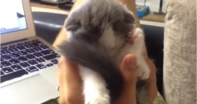 cute kitten sleeps in ball in hand