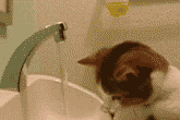cute water faucet kitten confused