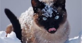 cute winter cat tongue out tuesday