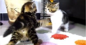 dance battle kittens