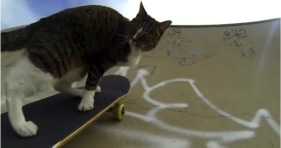 didga the skateboarding cat shreds