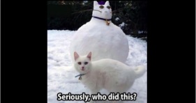 hilarious winter cat lolcats funny whit cat