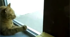 indoor kitty meets bob cat