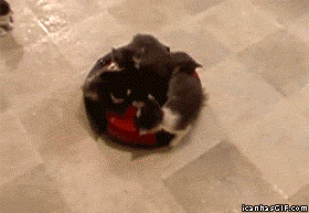 kitten roomba cute furballs