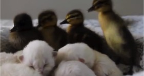 kittens and ducklings cutest