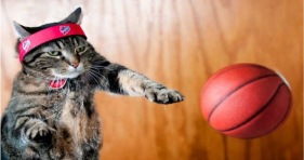 march meowdness tourney cats