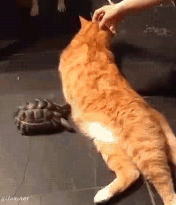 orange cat turtle alarm clock funny