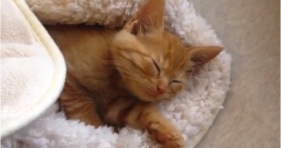 orange kitten takes bath