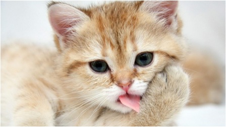 orange kitty tongue out cute