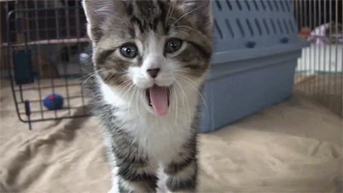 yawning kitten grey kitty
