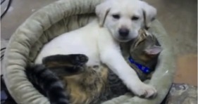yellow lab puppy and kitten