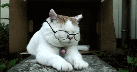 Professor-Cat