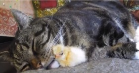 adorable cat and baby chick snuggle