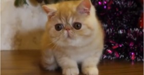 adorable fluffy exotic kitty