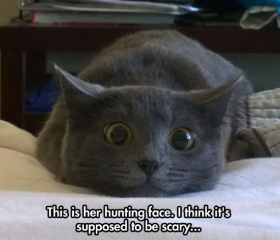adorable furball kitty grey hunter