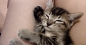 adorable kitten don't wake me up