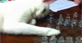 adorable kitten is chess prodigy