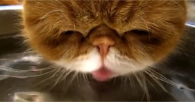 adorable thirsty kitty exotic shorthair