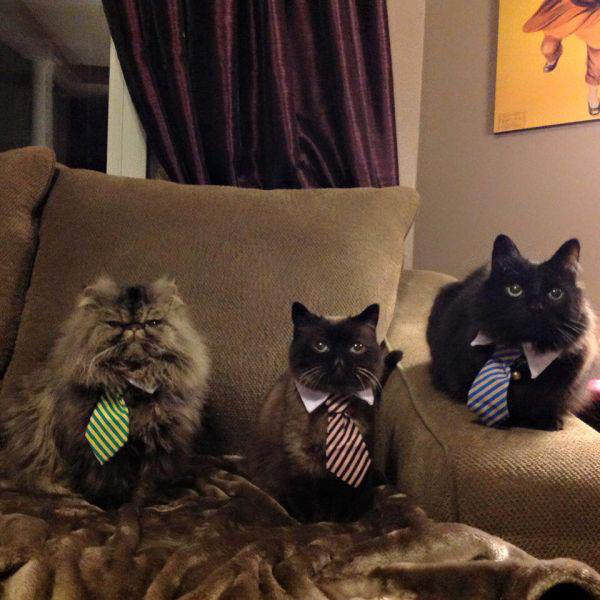 business cat conference