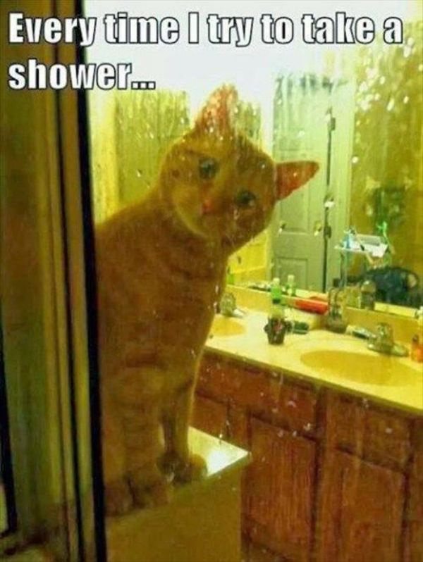 caturday cat creeping on shower time