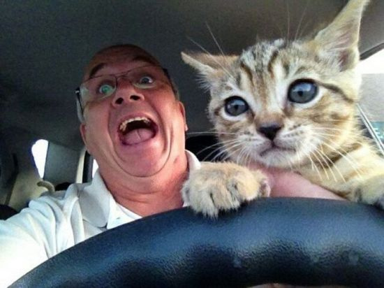 caturday kitten driving