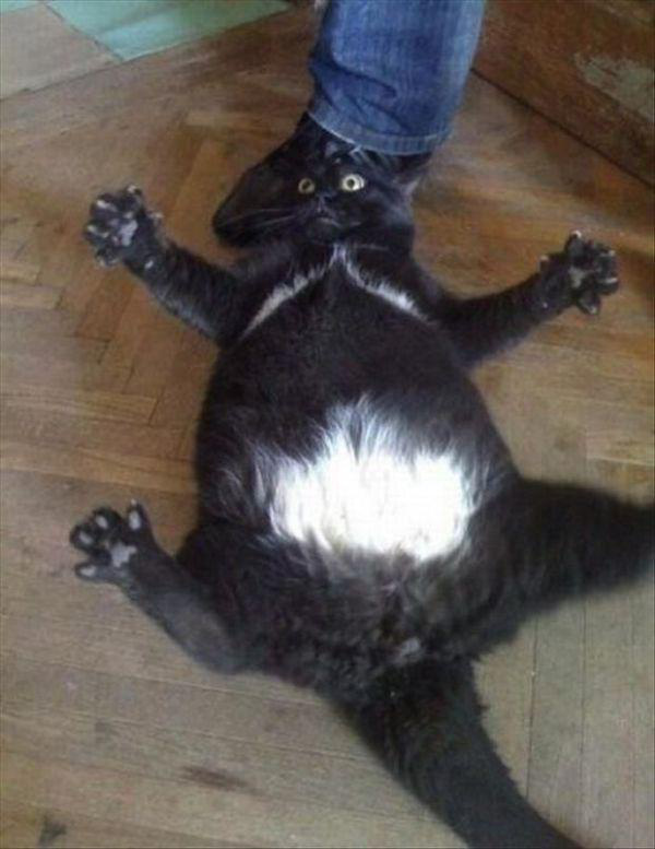 chubby black cat saves human