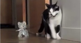 cute cat walks kitten toy
