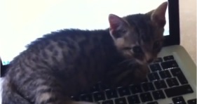 cute kitten loves laptop