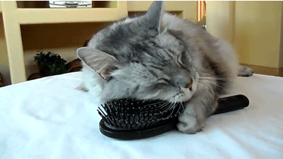 fluffy grey kitten brushes himself